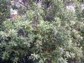Salix cinerea